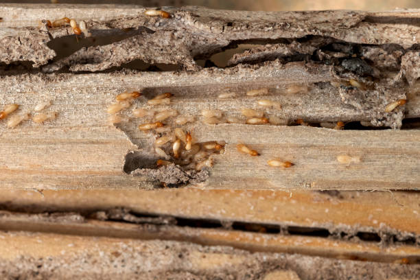 Best Affordable Pest Control Services  in Prairie Du Chien, WI